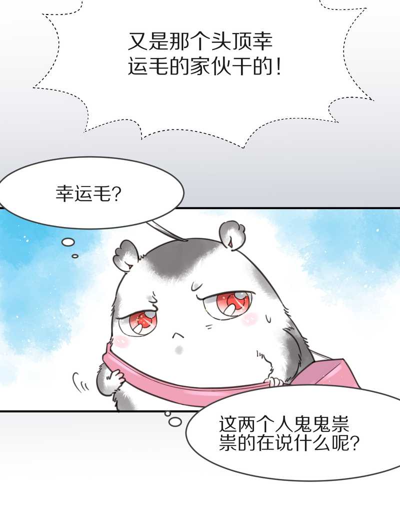 毛球星传说 第4集21