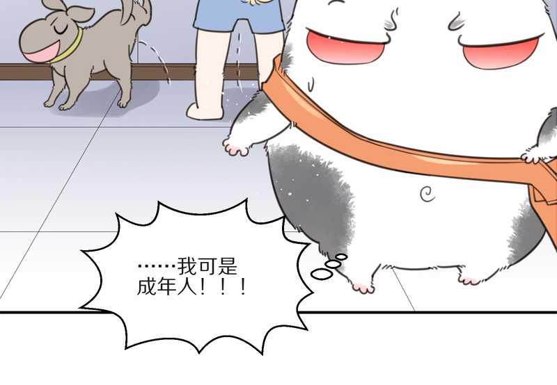 毛球星传说 第10集23