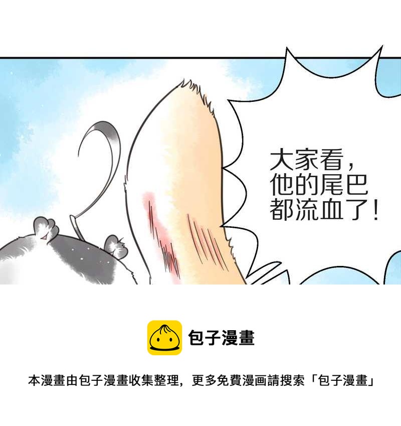 毛球星传说 第10集32