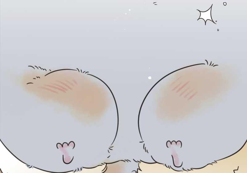 毛球星传说 第16集11