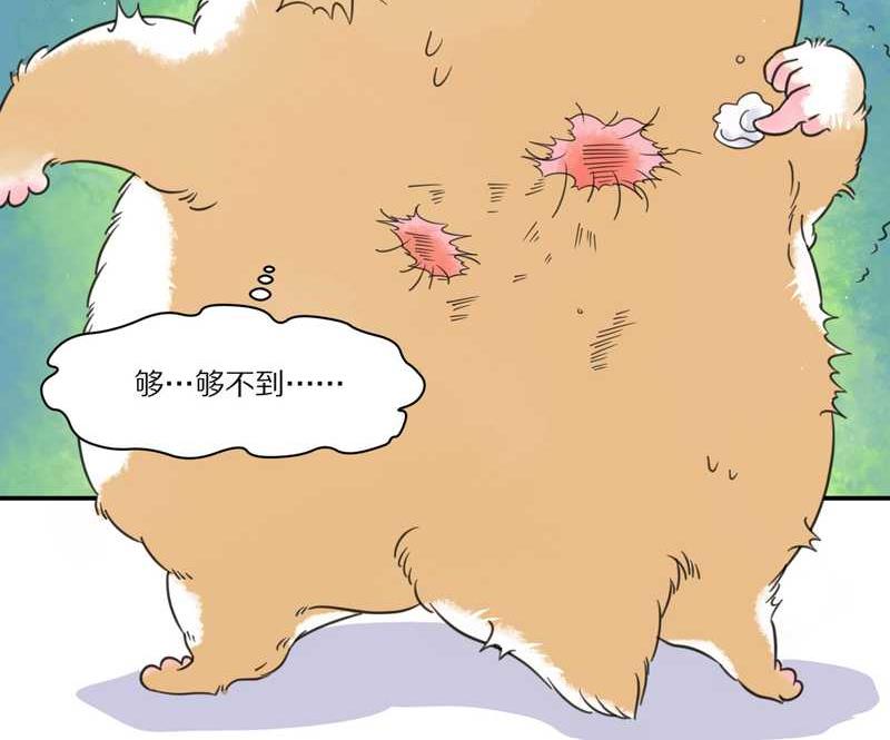 毛球星传说 第29集15