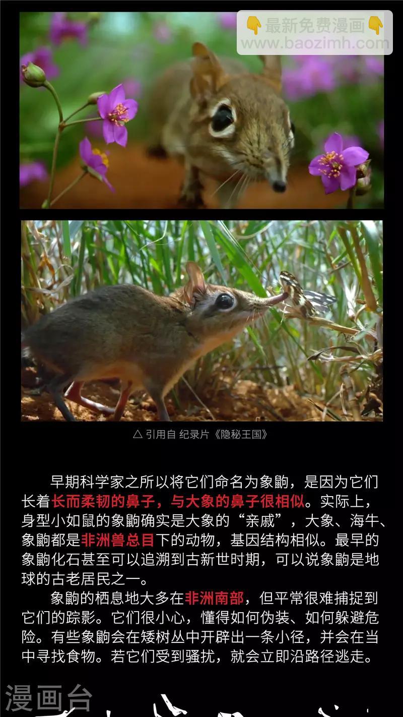 小剧场4 长鼻鼠的秘密4