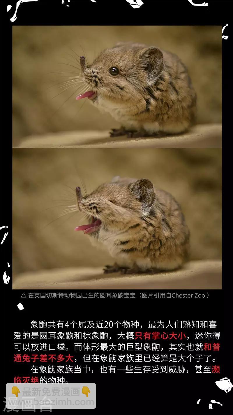 小剧场4 长鼻鼠的秘密5