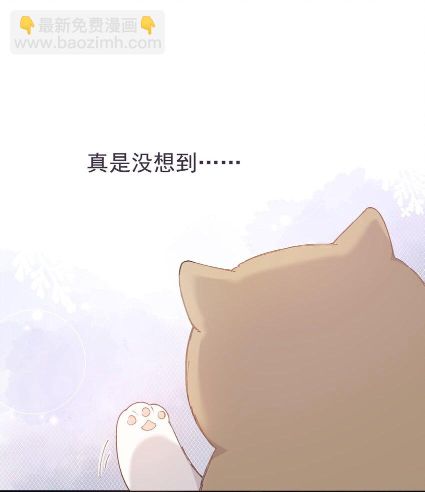 001 充满智慧的小猫咪11