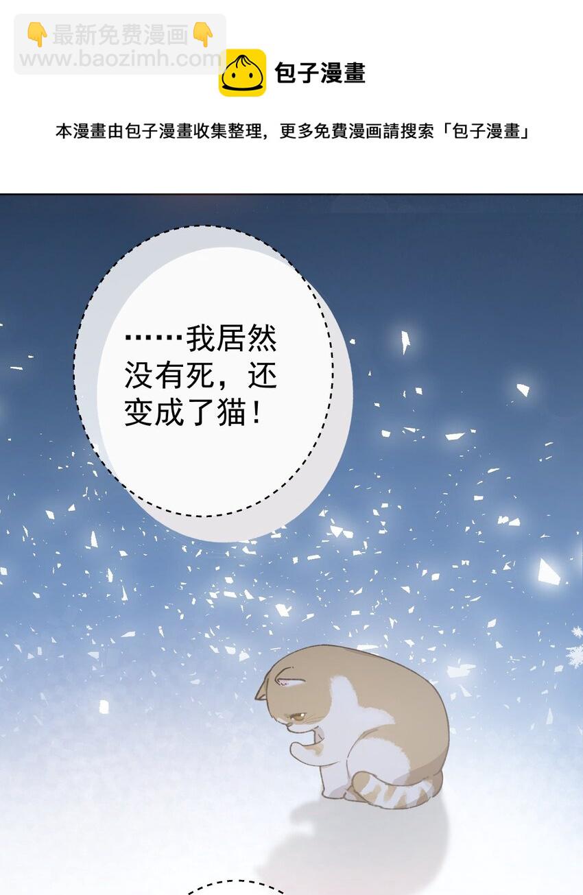 001 充满智慧的小猫咪12