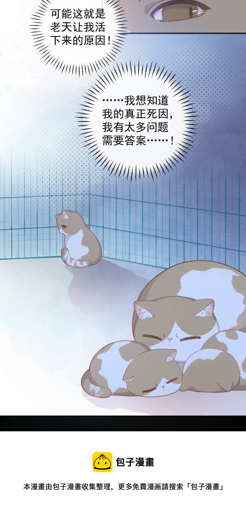 001 充满智慧的小猫咪24