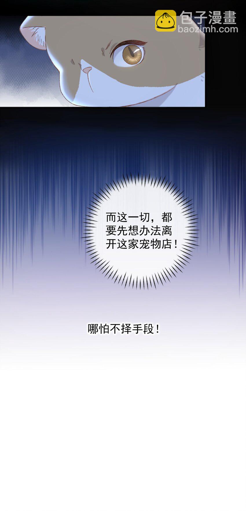 001 充满智慧的小猫咪25