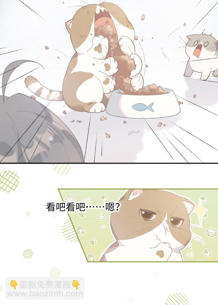 001 充满智慧的小猫咪29
