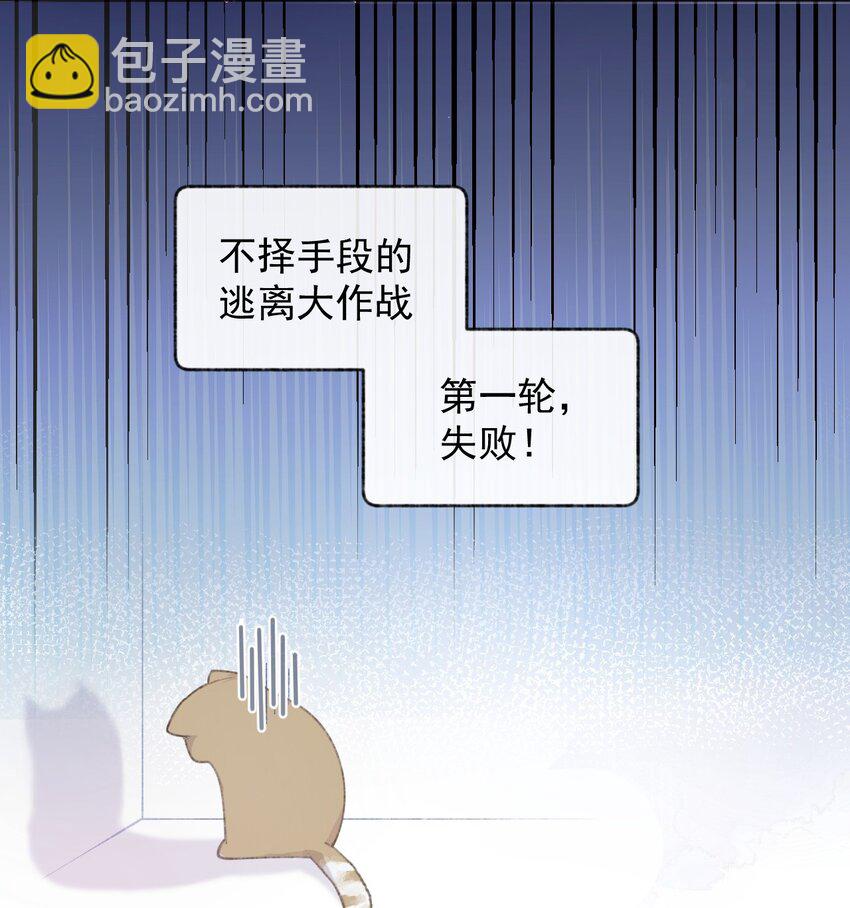 001 充满智慧的小猫咪31