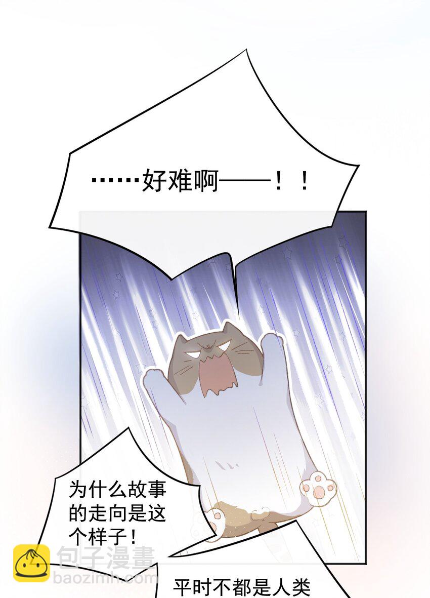 001 充满智慧的小猫咪38