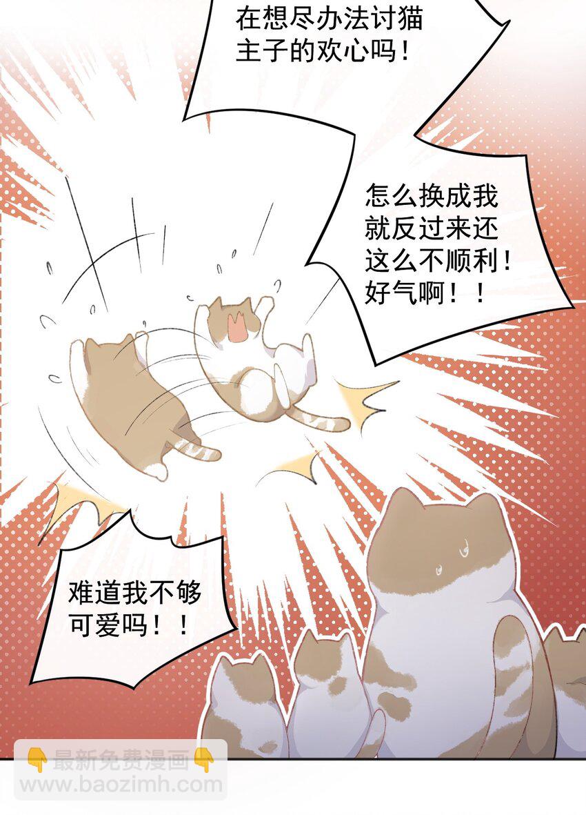 001 充满智慧的小猫咪39