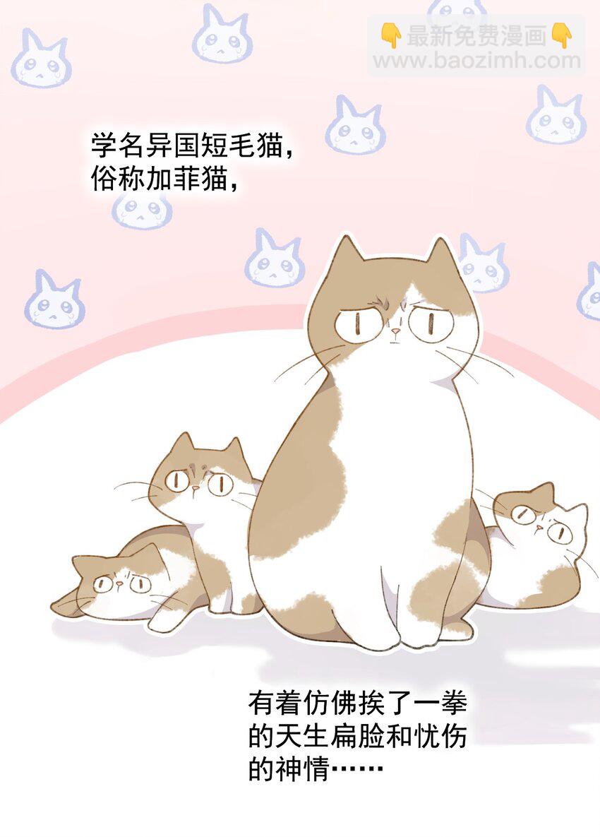 001 充满智慧的小猫咪41