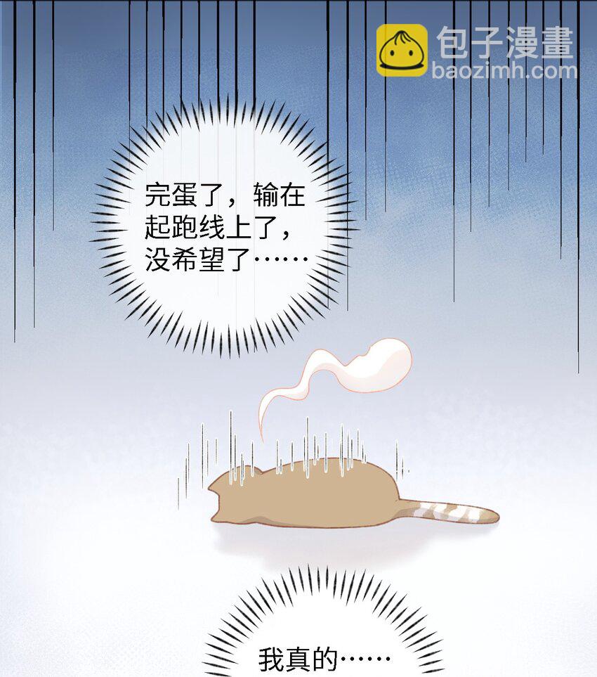 001 充满智慧的小猫咪43
