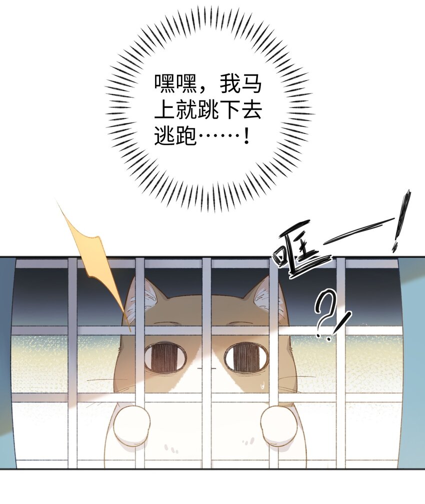 001 充满智慧的小猫咪59