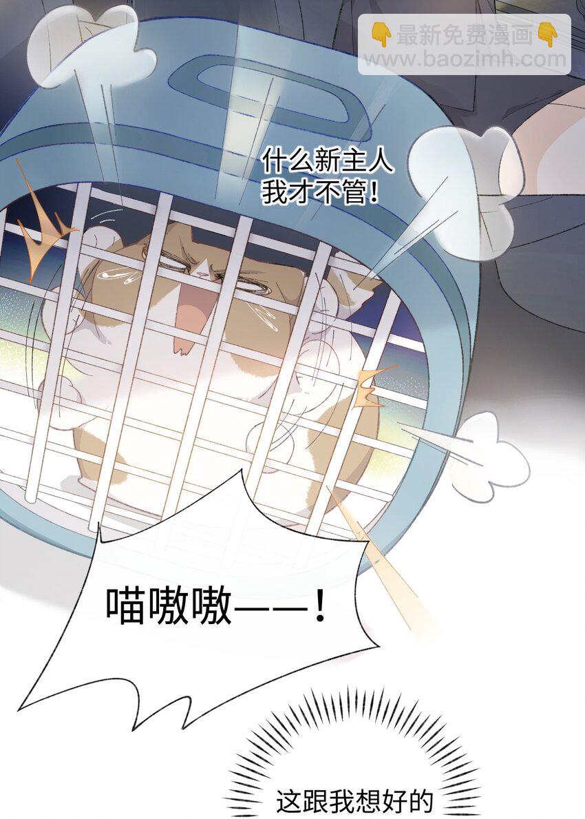 001 充满智慧的小猫咪61