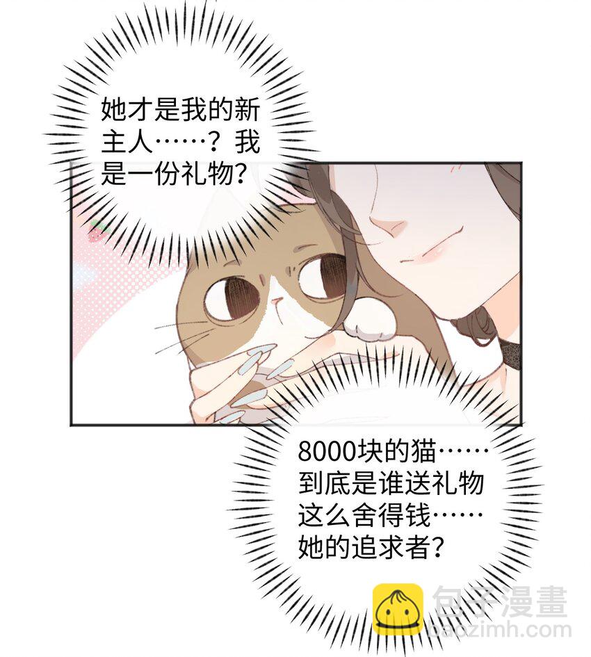 001 充满智慧的小猫咪66