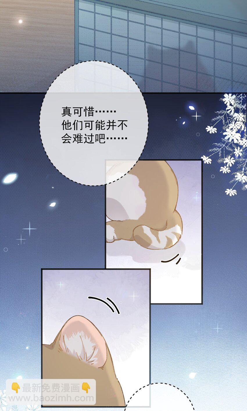 001 充满智慧的小猫咪7