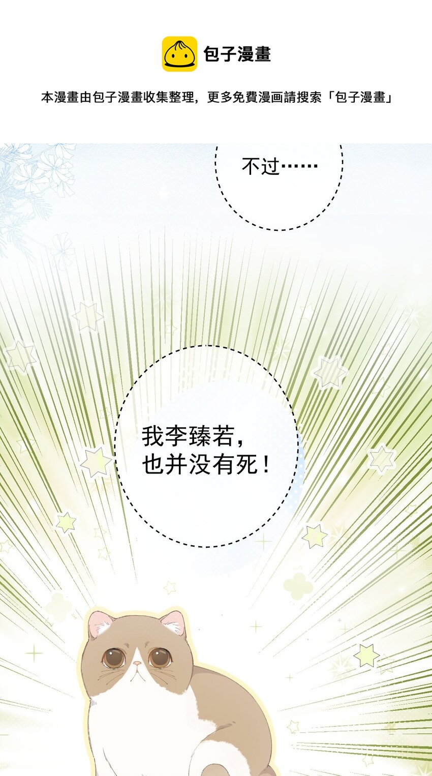 001 充满智慧的小猫咪8
