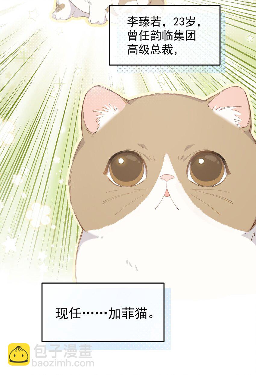 001 充满智慧的小猫咪9