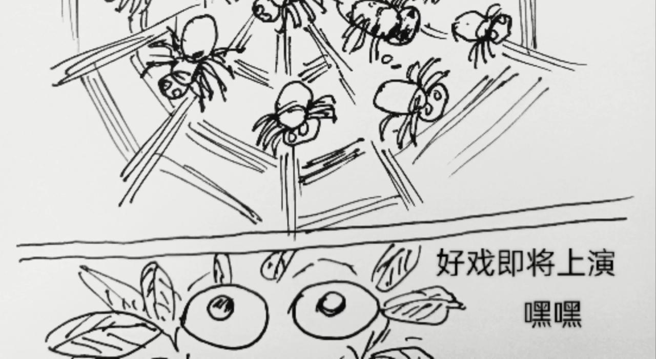 蜘蛛想拥有一双翅膀17
