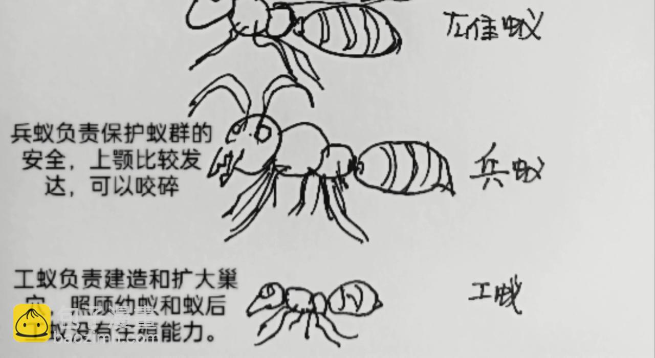 无毛鸡的愤怒31