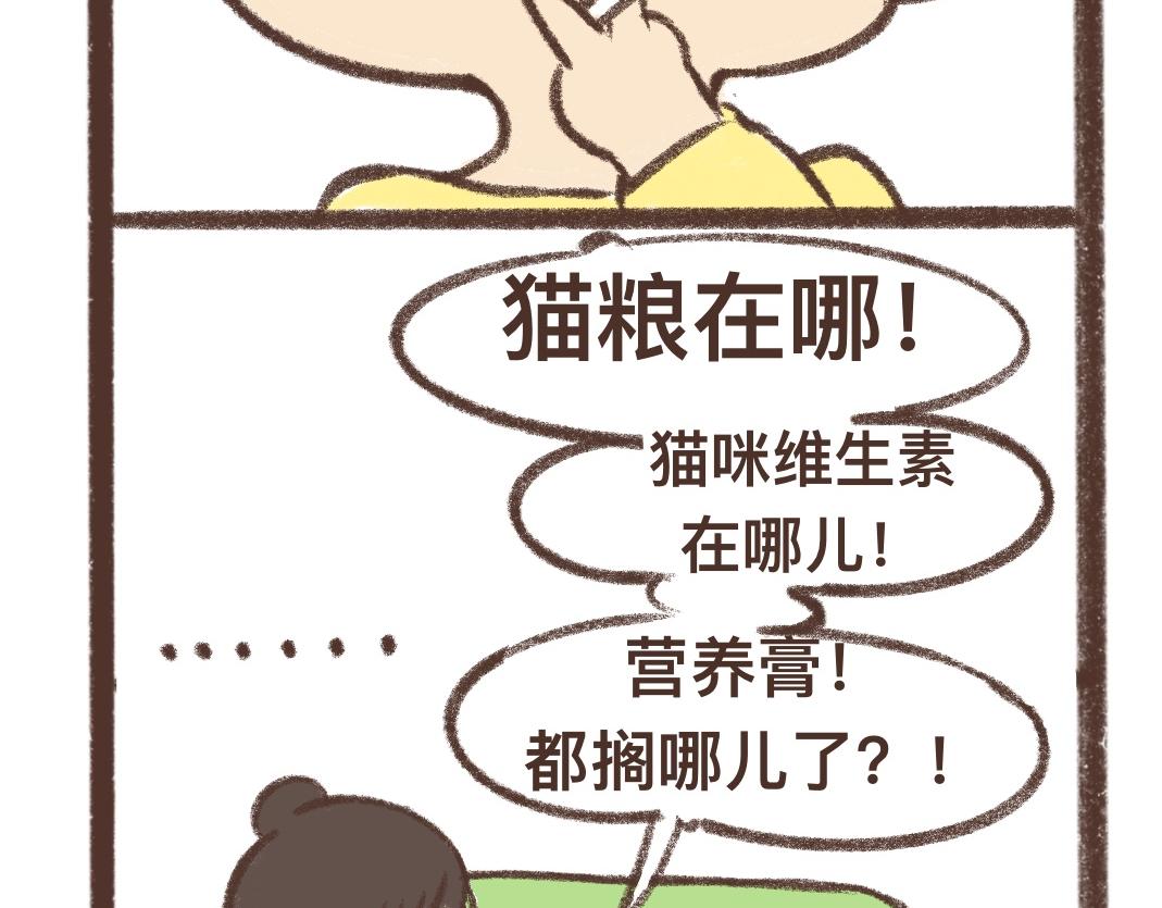 上进的小猫咪13