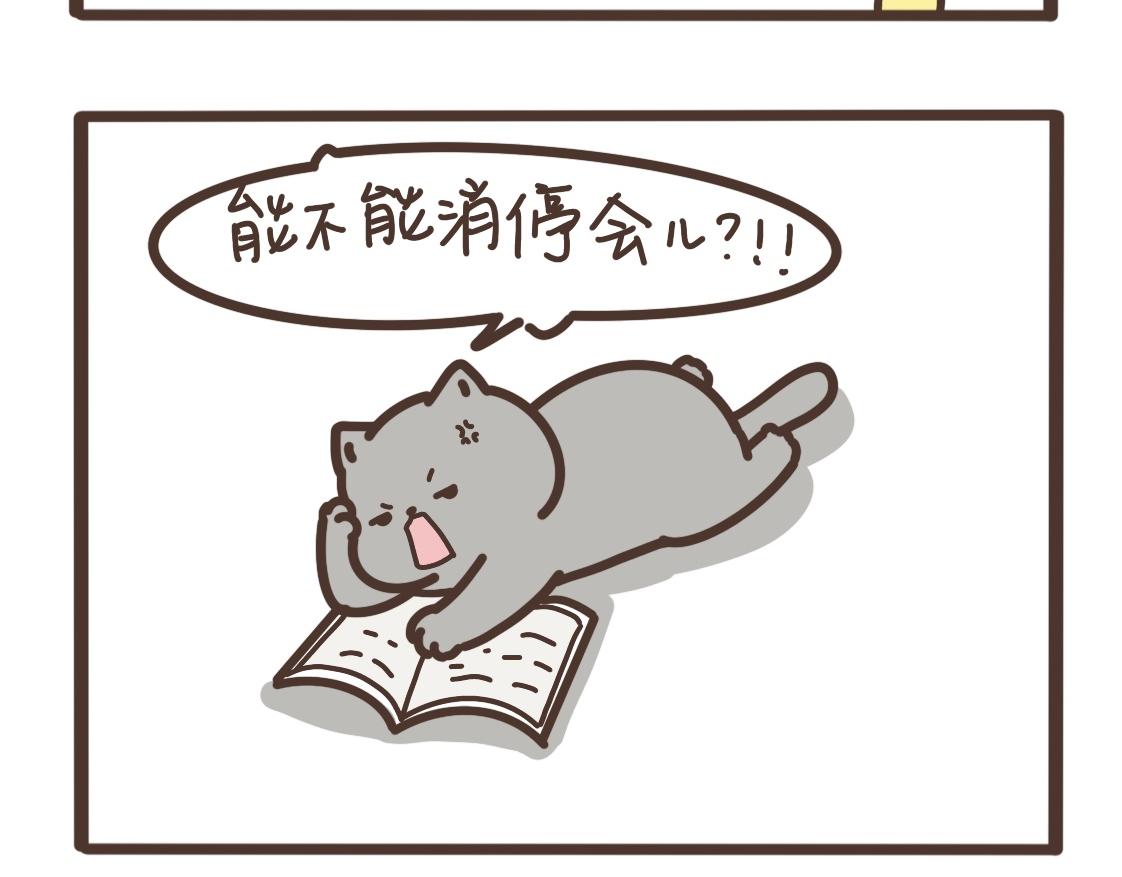 上进的小猫咪5