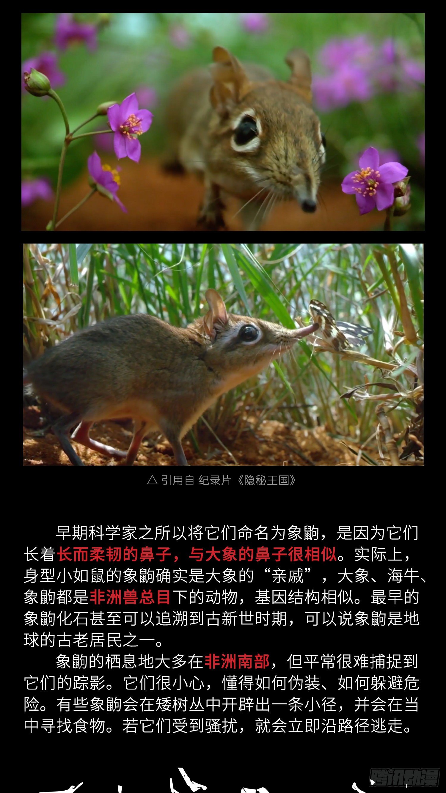 小剧场04 长鼻鼠的秘密4