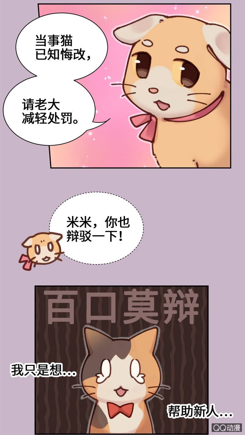 第10杯『猫法庭！』39