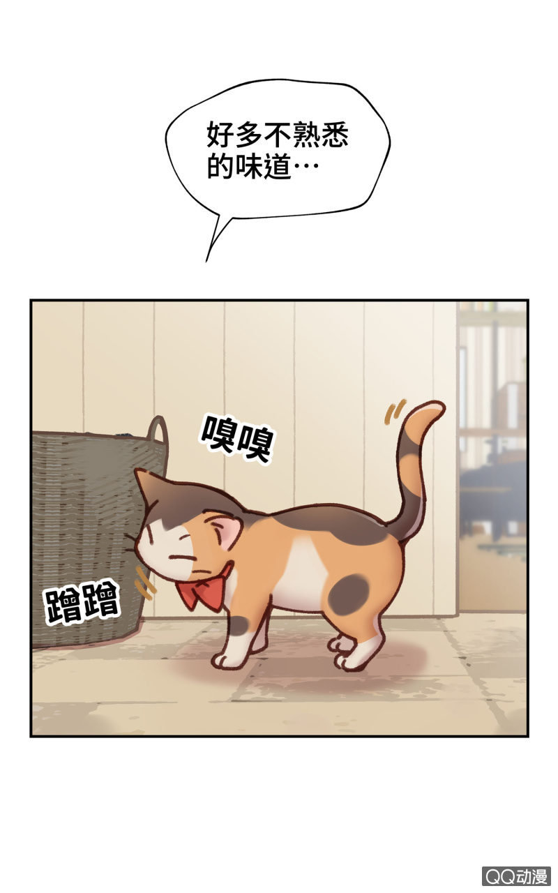 第10杯『猫法庭！』6