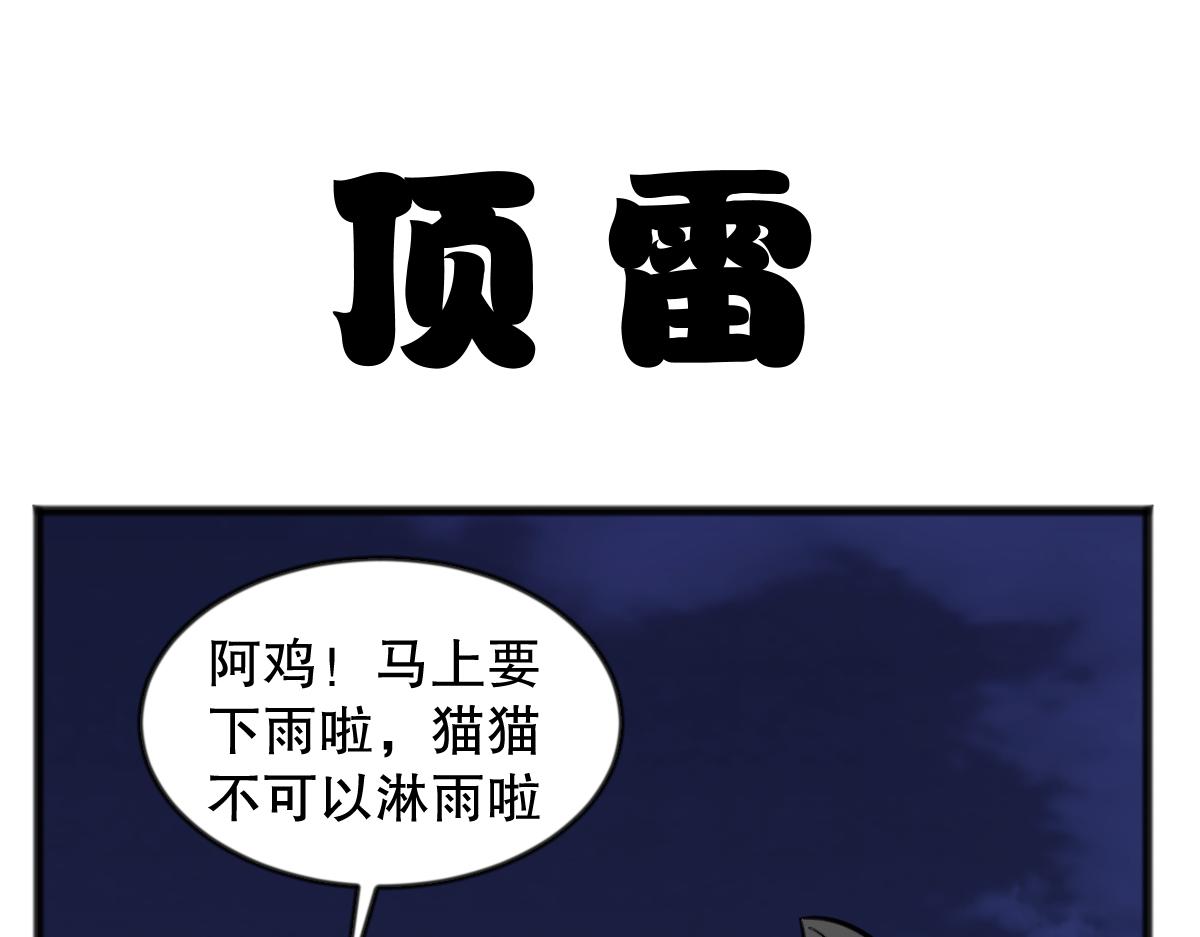猫仔15