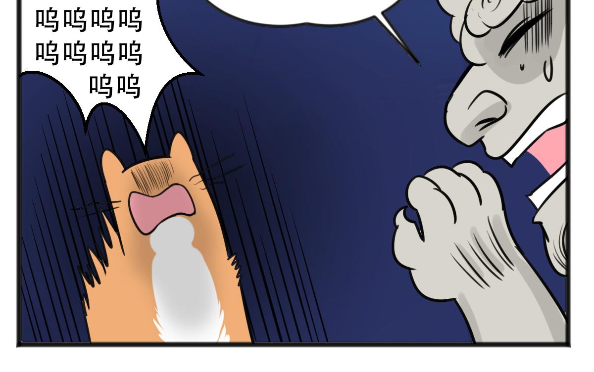 猫仔4